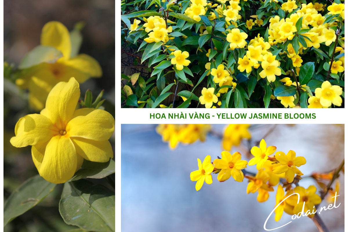Một số hình ảnh về hoa Nhài Vàng (Yellow Jasmine Blooms) - Loài hoa tượng trung cho sự may mắn và vui vẻ