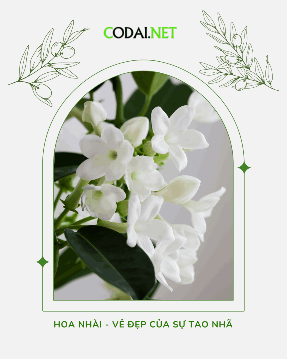 Hoa Kalanchoe và Hoa Nhài (Jasmine): Bí quyết chăm sóc tốt nhất