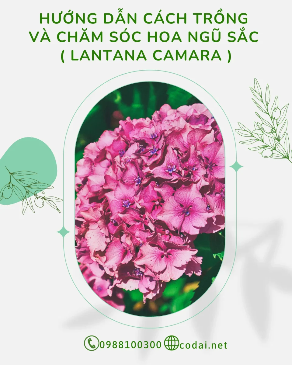 Hướng dẫn các bước trồng và chăm sóc Hoa Ngũ Sắc (Lantana Camara)