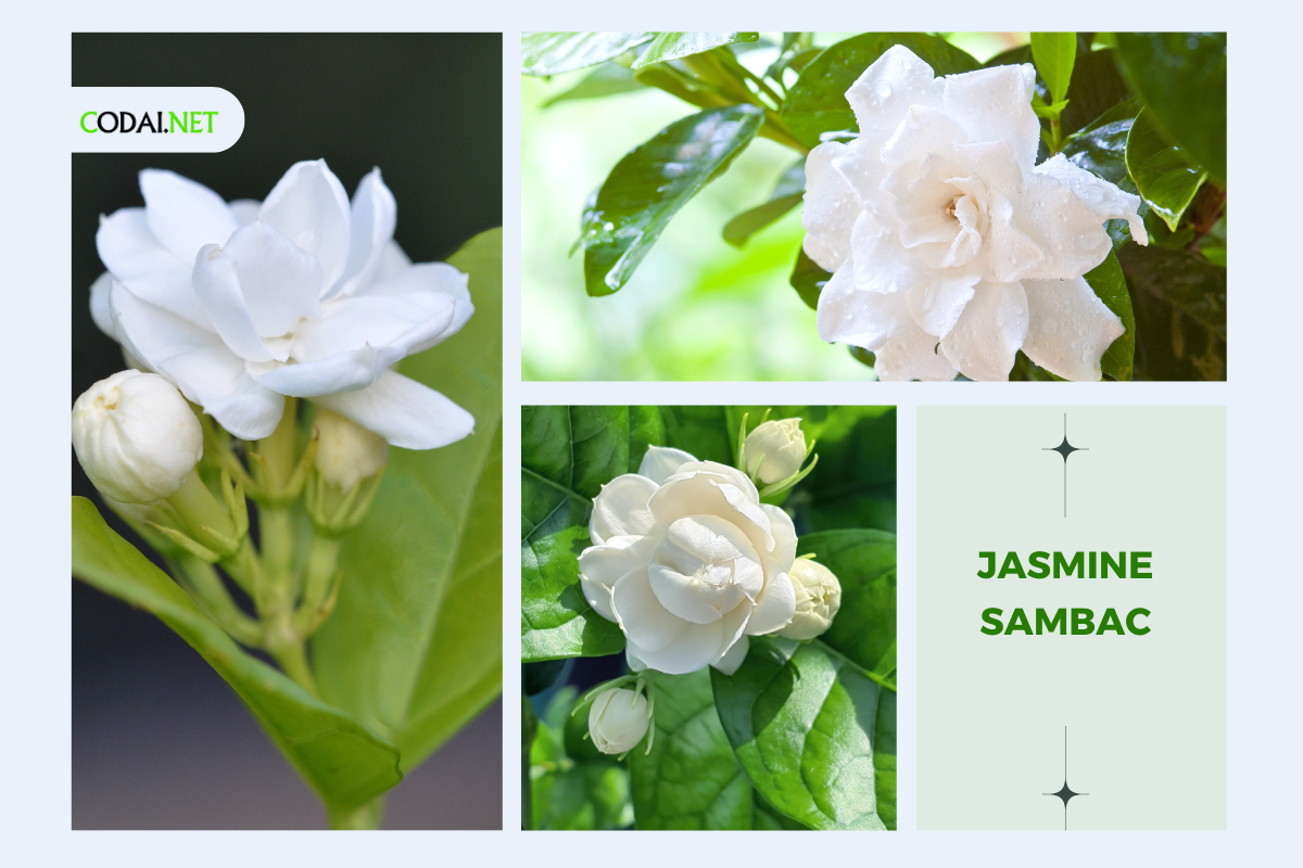 Jasmine Sambac - Vẻ đẹp của sự quyến rũ bí ẩn, hương thơm nồng nàn