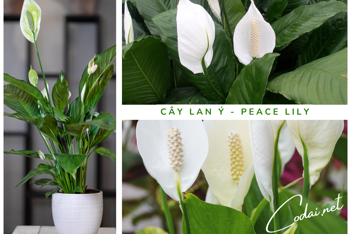 Một số hình ảnh về cây Lan Ý - Peace Lily