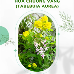 Cây Hoa Chuông Vàng (Tabebuia aurea) (1)
