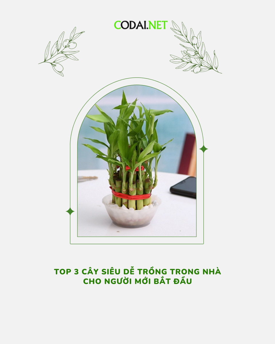 Top 3 cây siêu dễ trồng trong nhà cho người mới bắt đầu