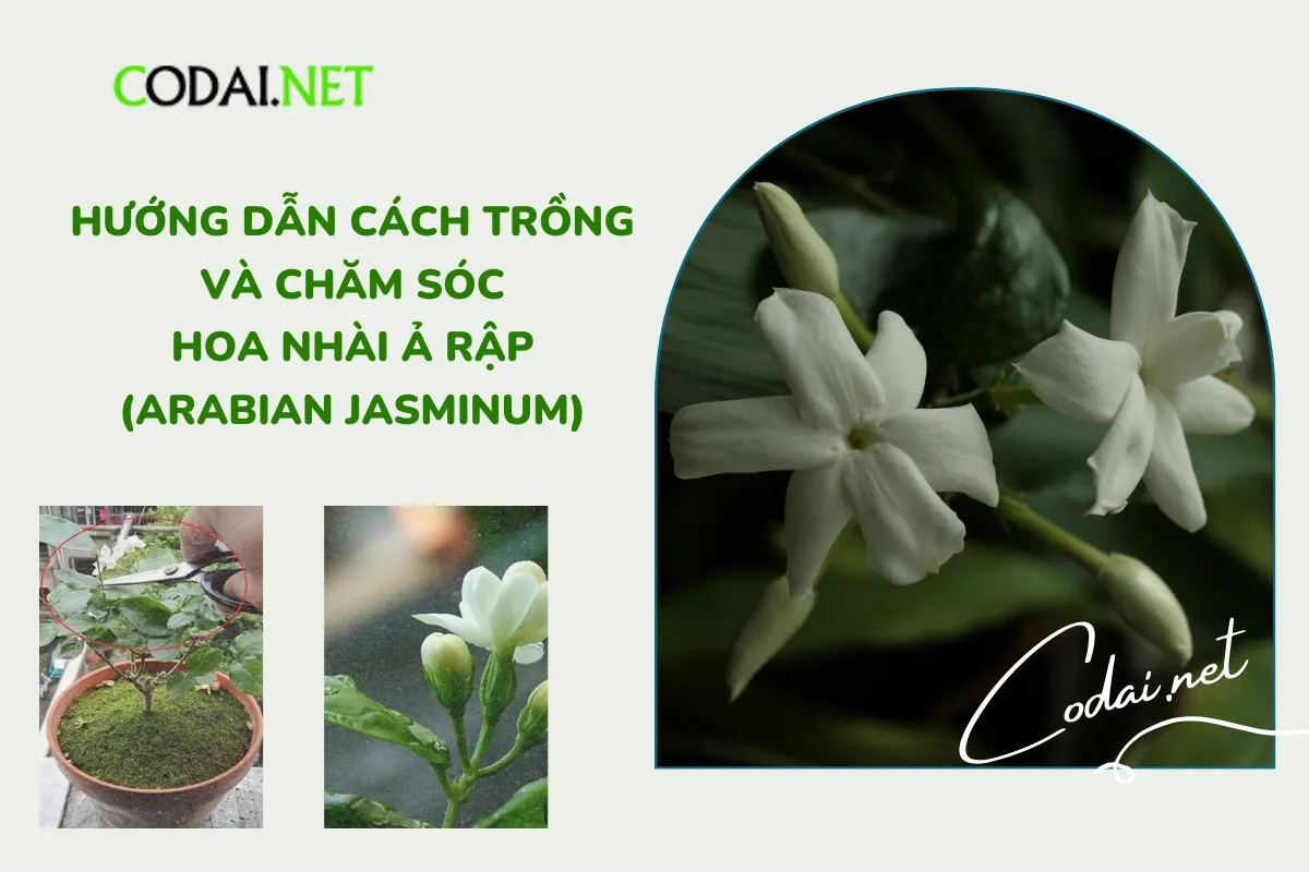 Vẻ đẹp của Hoa Nhài Ả Rập (Arabian Jasminum)