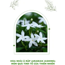Hoa Nhài Ả Rập (Arabian Jasmine): Món quà tinh tế của thiên nhiên