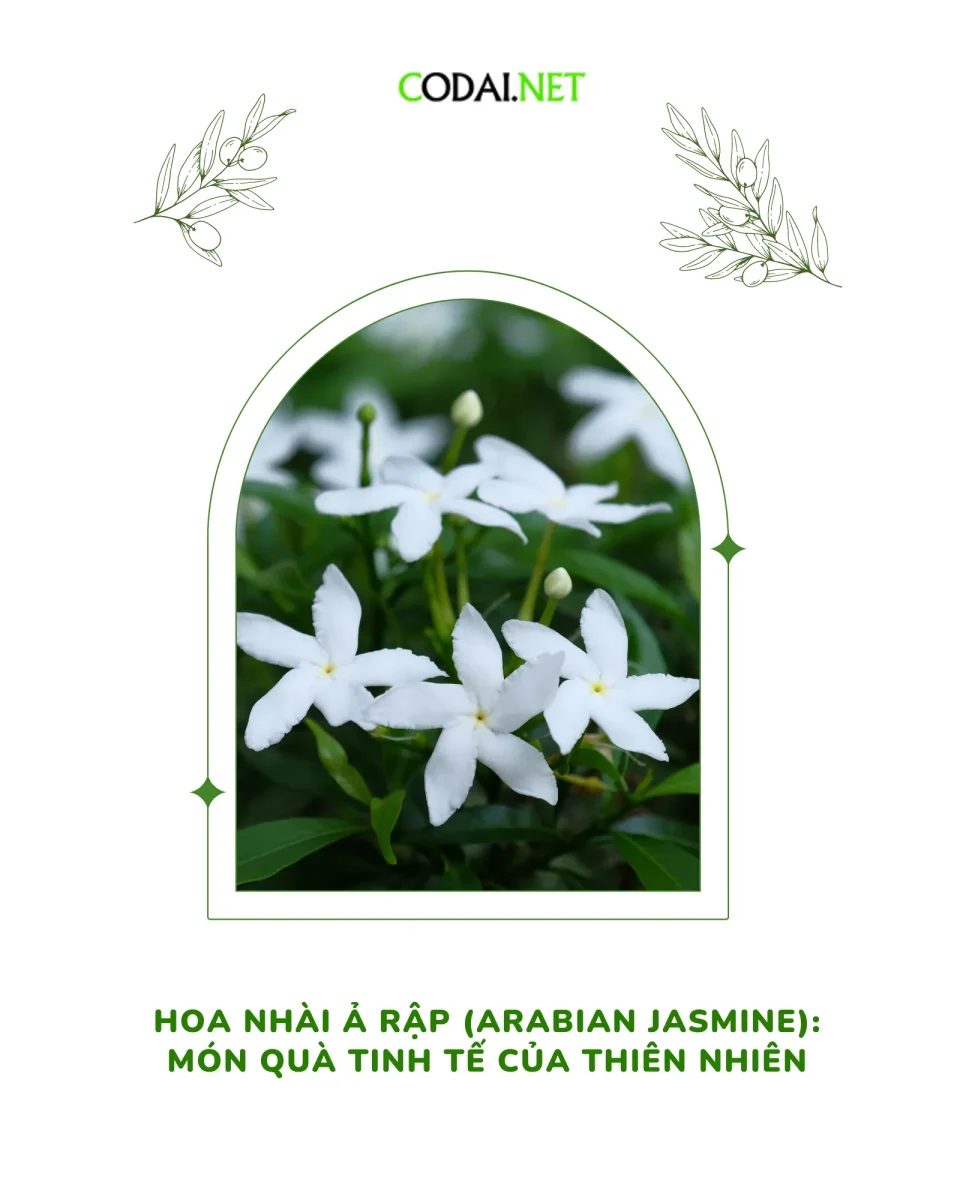 Hoa nhài Ả Rập (Arabian Jasmine): Món quà tinh tế của thiên nhiên