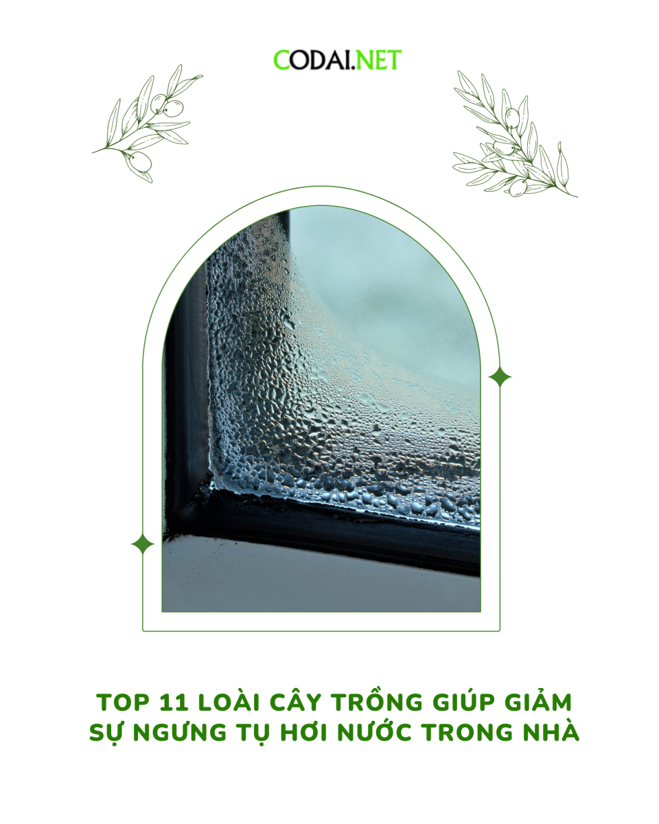 Top 11 loài cây trồng giúp giảm sự ngưng tụ hơi nước trong nhà