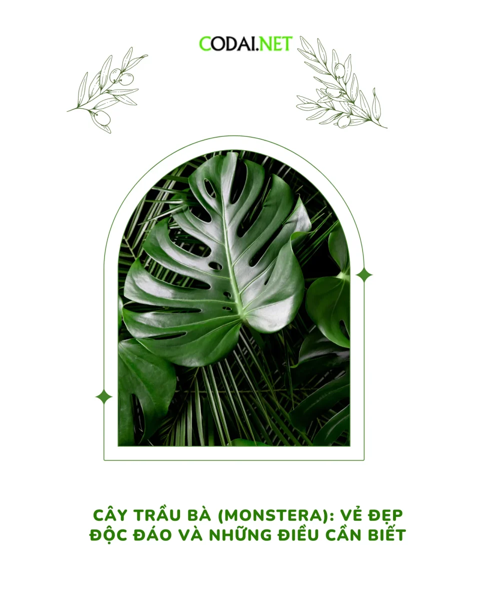 Cây Trầu Ba lá (Monstera): Vẻ đẹp độc đáo và những điều bạn cần biết