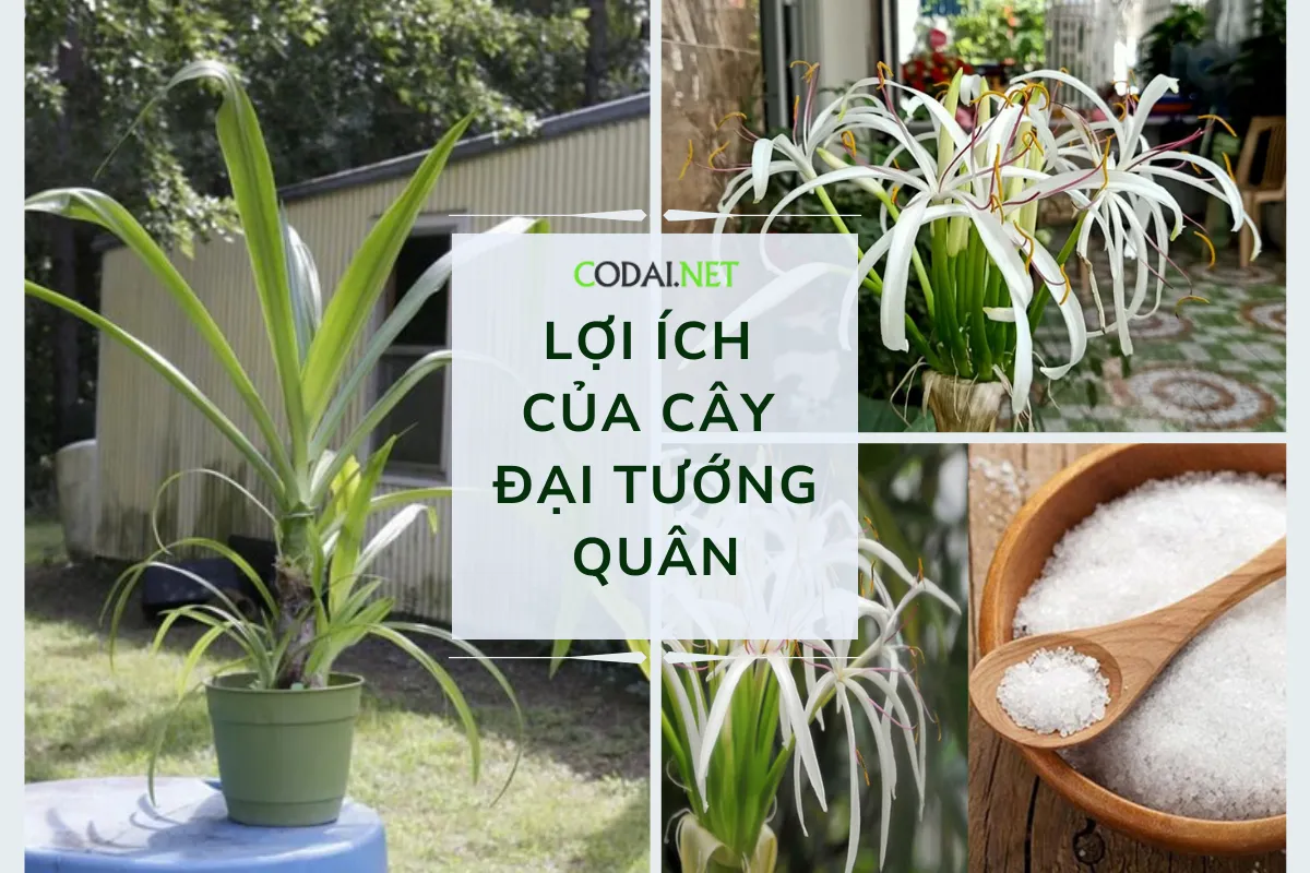 Cây Đại Tướng Quân