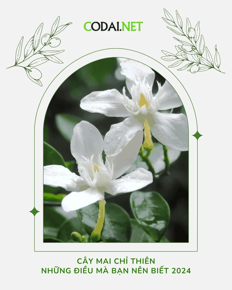 Mai Chỉ Thiên (Wrightia Antidysenterica): Những điều cần biết 2024
