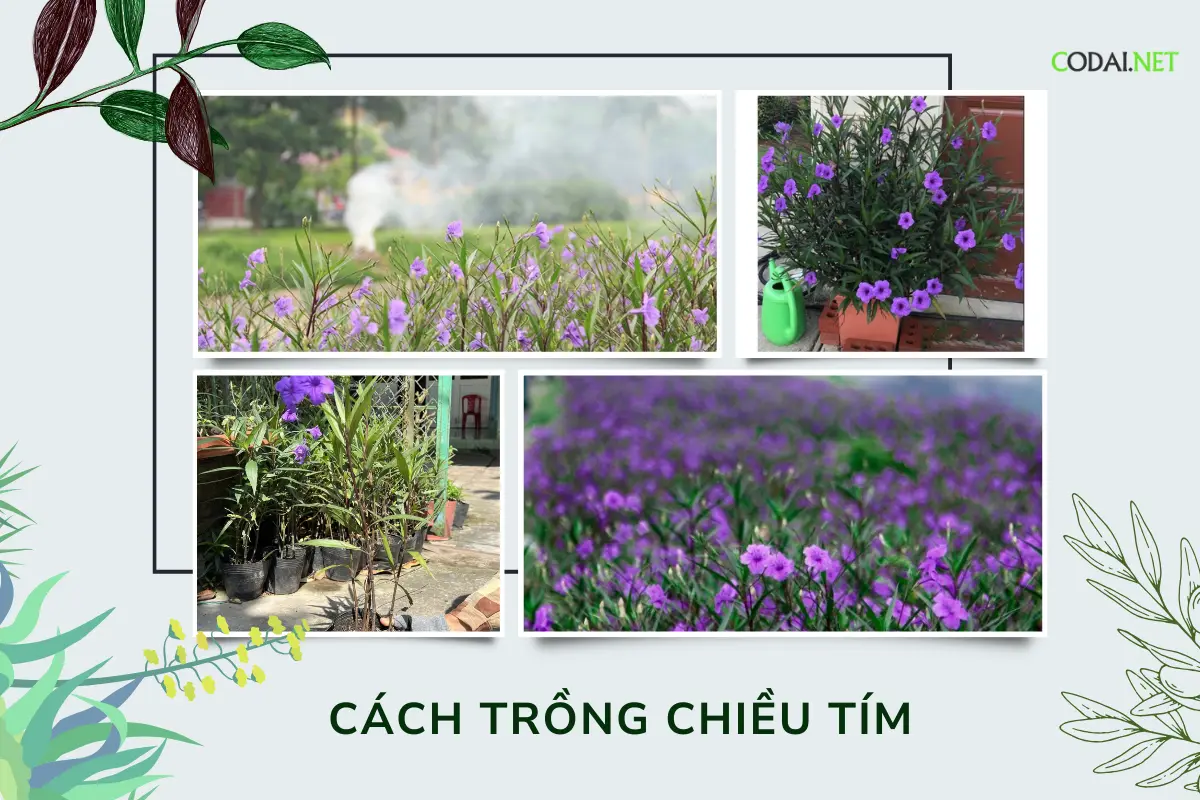 Cách trồng chiều tím