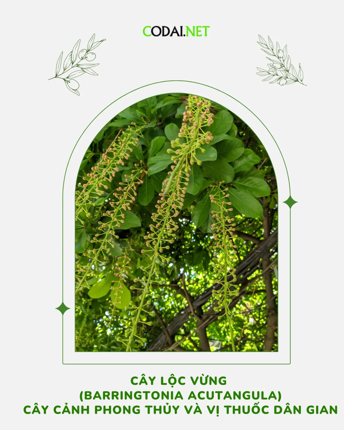 Cây Lộc Vừng (Barringtonia Acutangula) Cây cảnh phong thủy và vị thuốc dân gian
