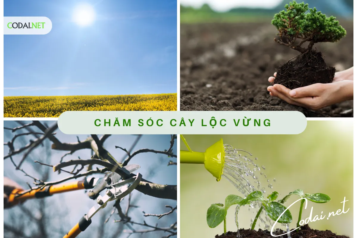 Cây Lộc Vừng (Barringtonia Acutangula) Cây cảnh phong thủy và vị thuốc dân gian 2