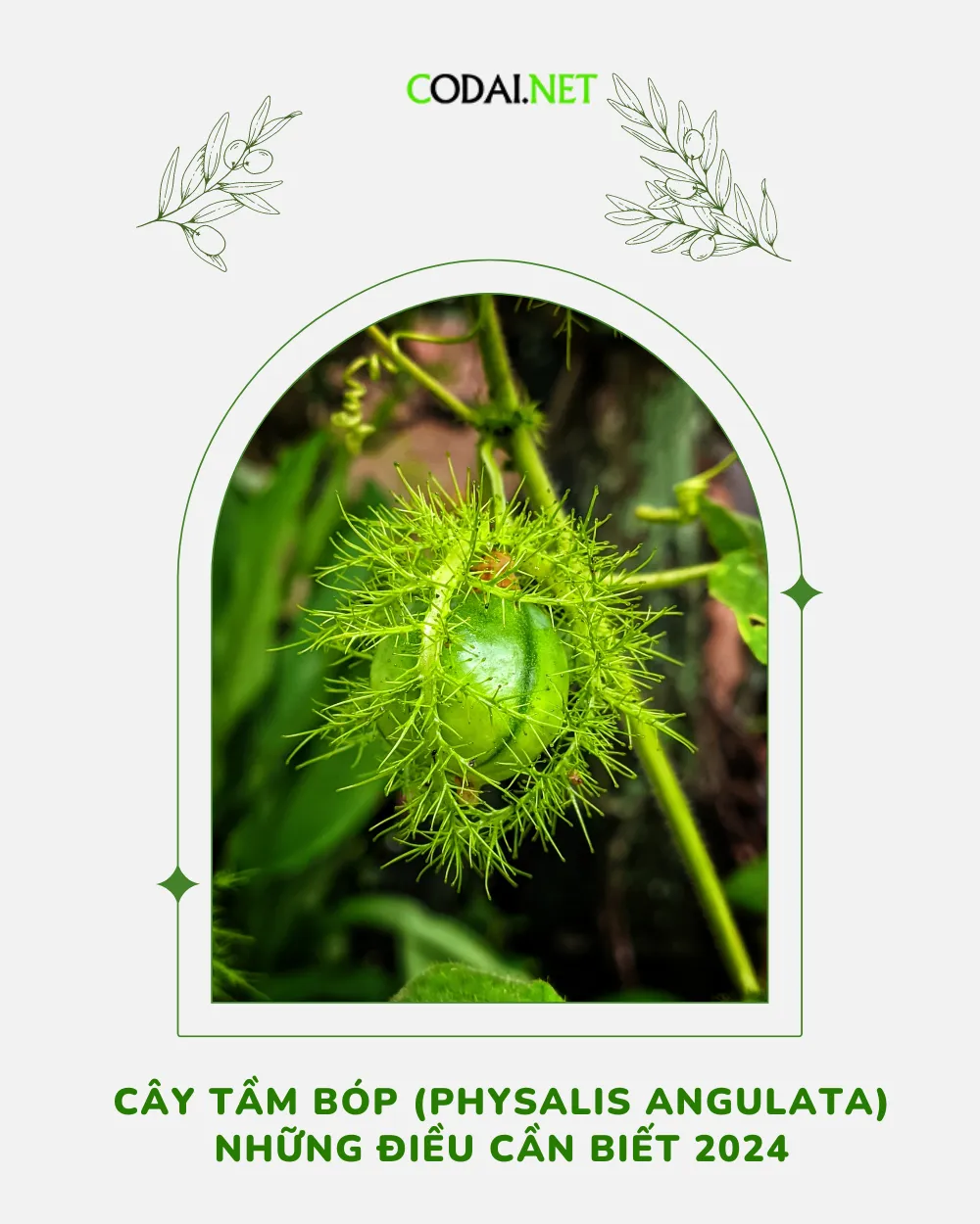Cây Tầm Bóp (Physalis angulata) Những điều cần biết 2024