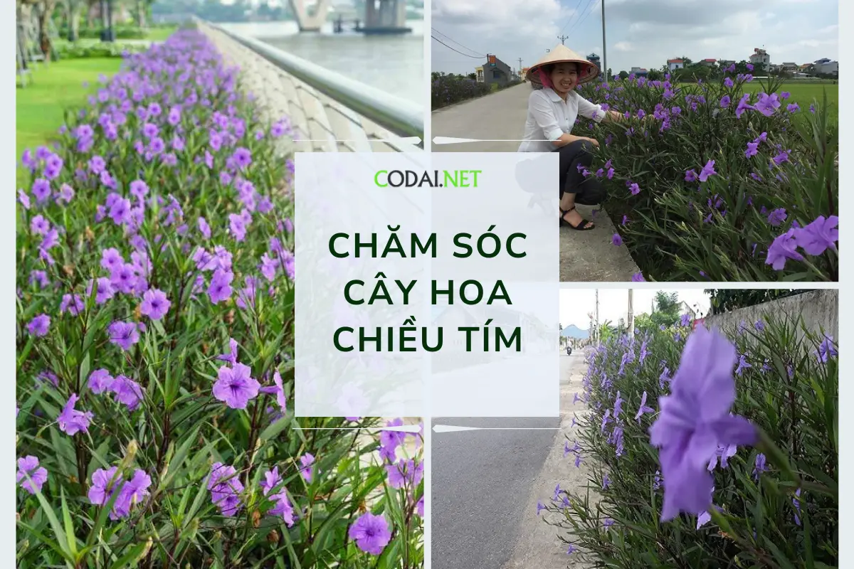 Chăm sóc cây hoa chiều tím