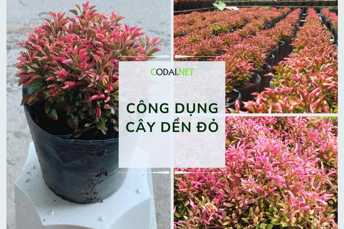 Công dụng cây dền đỏ