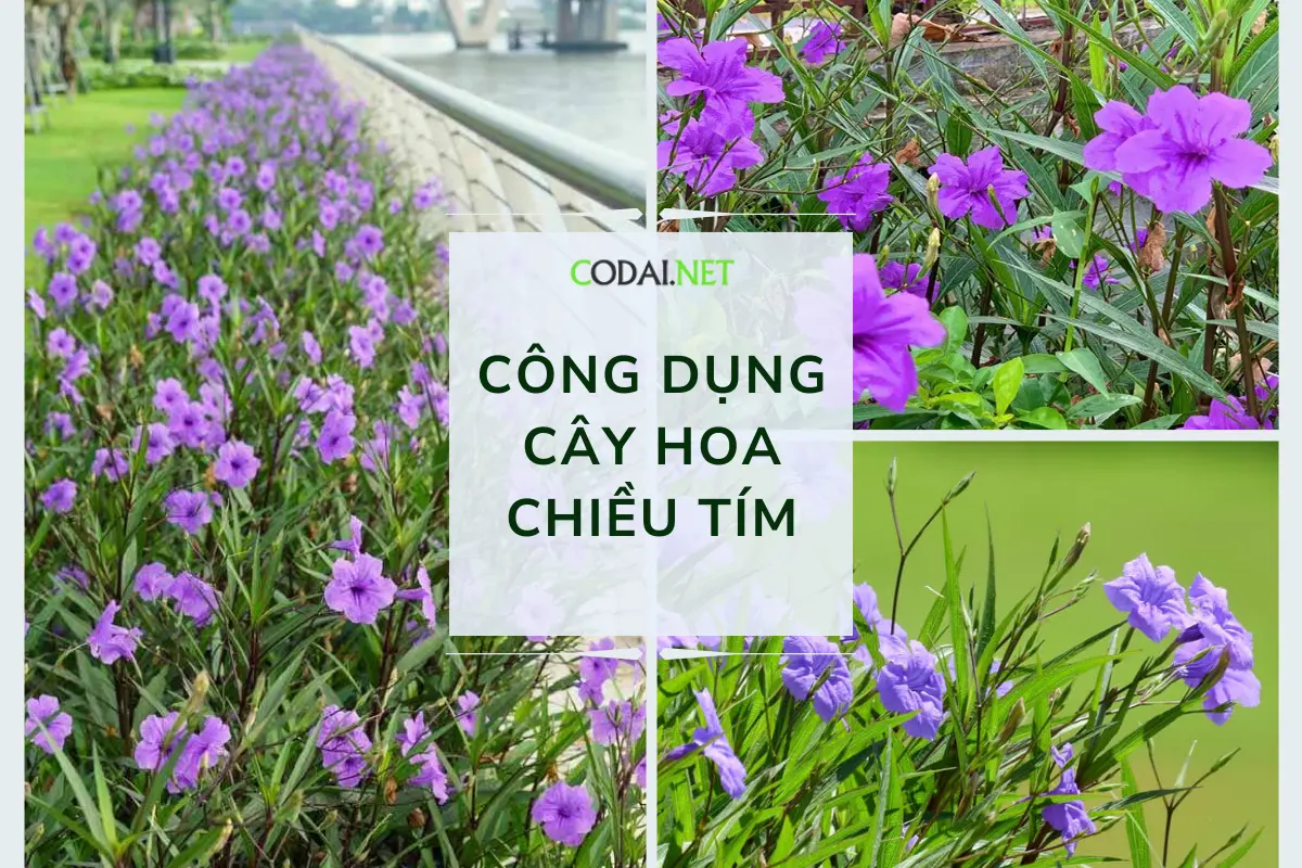 Công dụng của cây hoa chiều tím