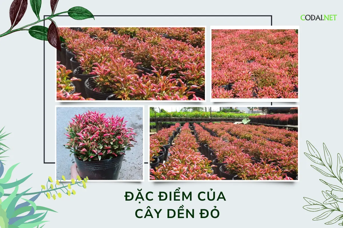 Đặc điểm cây dền đỏ