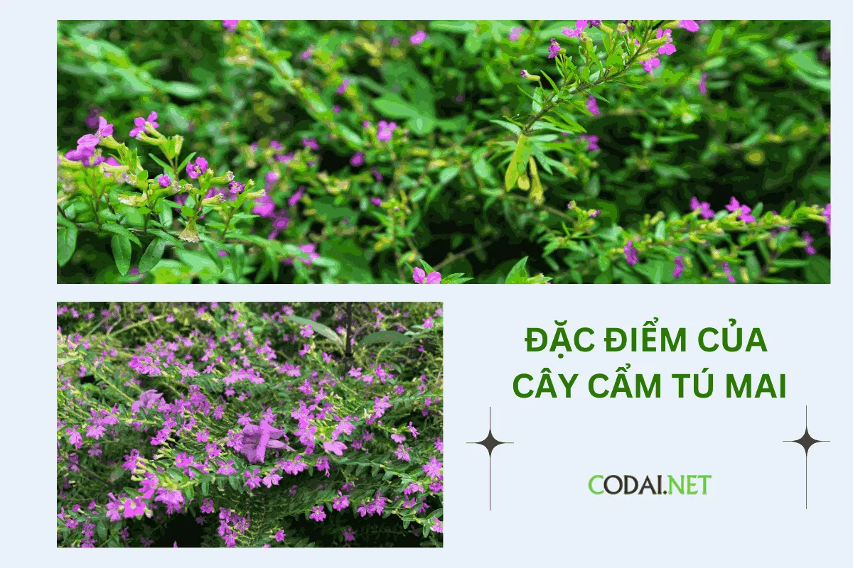 Một số đặc điểm hình thái của cây 