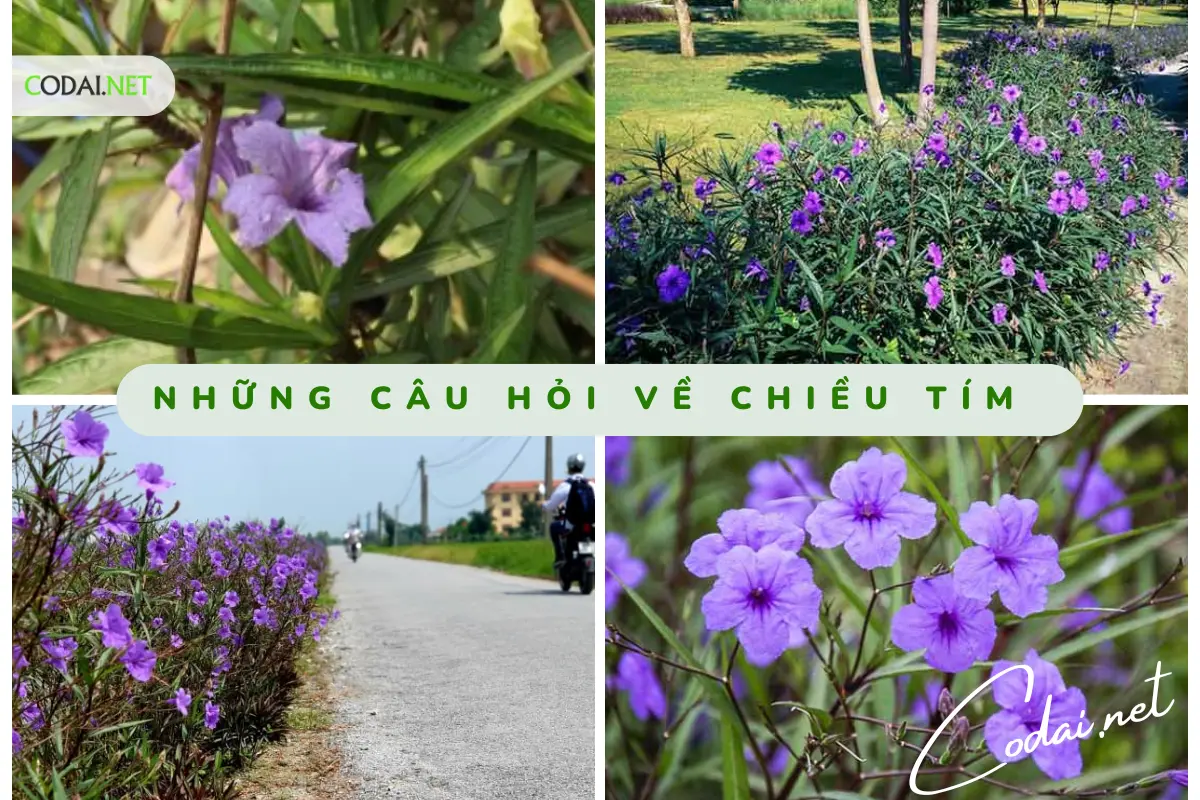 Những câu hỏi về chiều tím