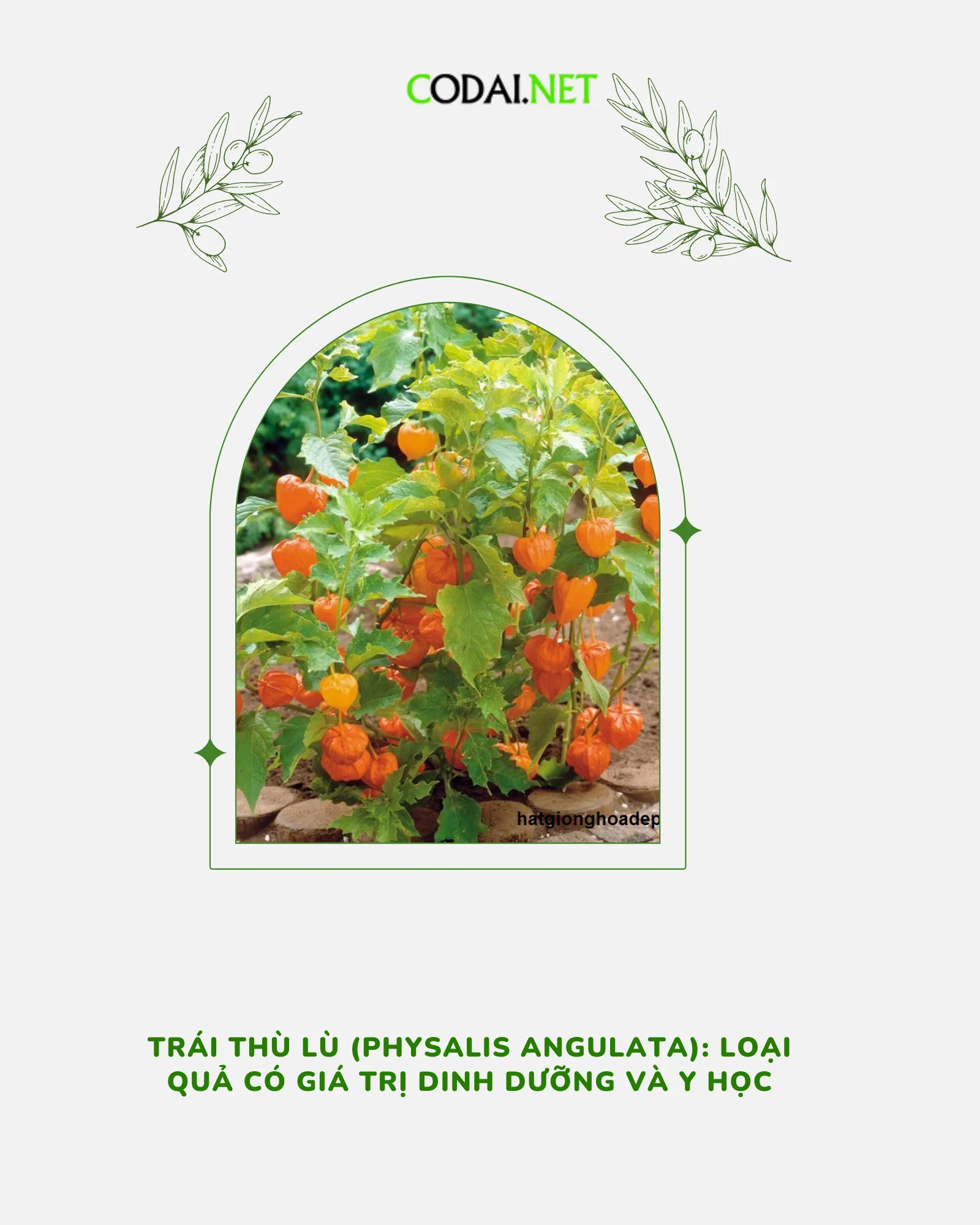 Trái thù lù (Physalis angulata): Những điều cần biết 2024 - Cỏ Dại Trái ...