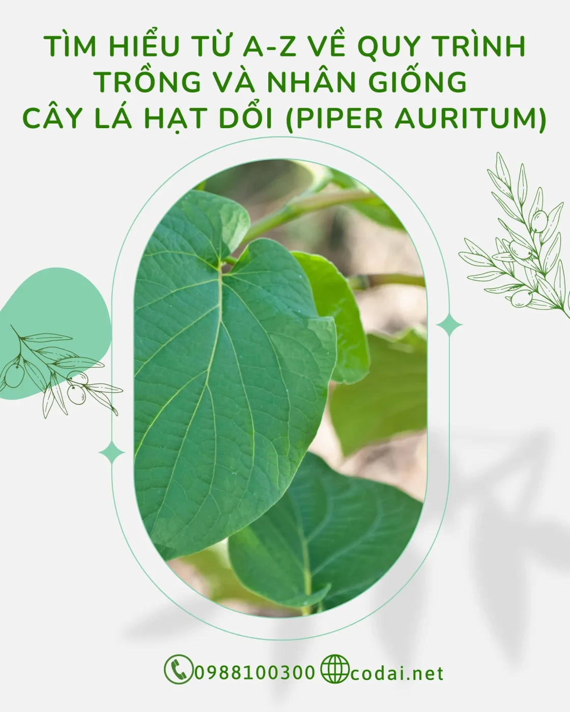 Tìm hiểu từ A Z về quy trình trồng và nhân giống Cây Lá Hạt Dổi (Piper auritum)