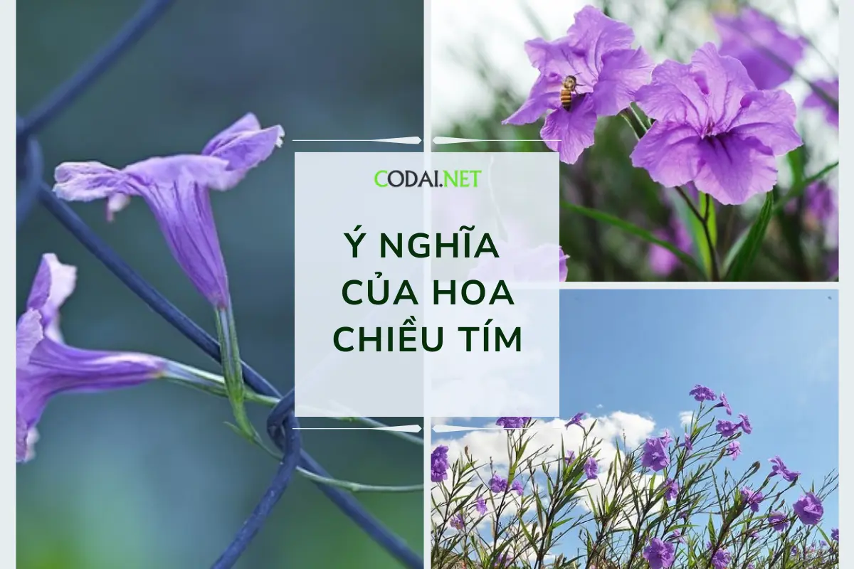 Ý nghĩa của hoa chiều tím