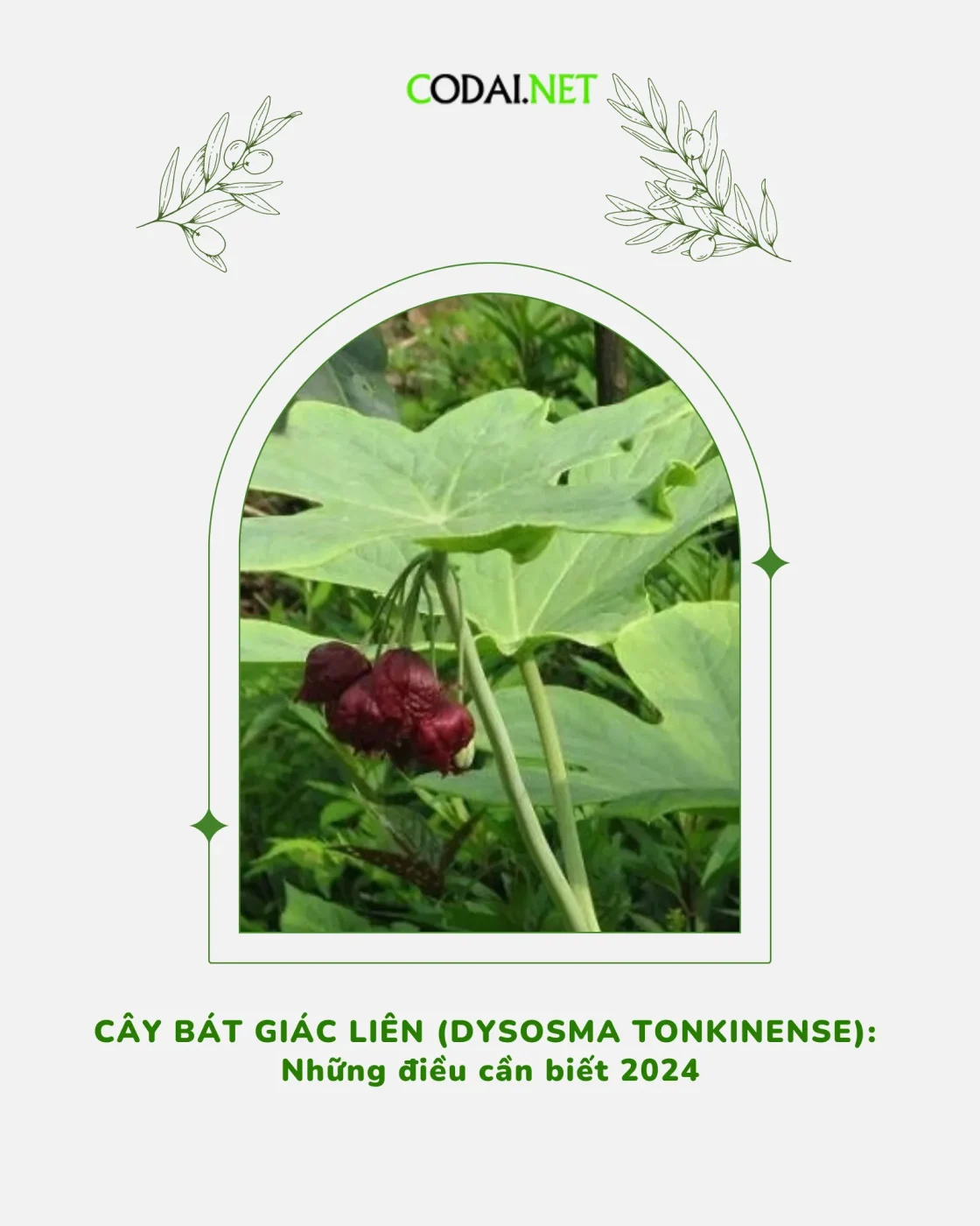 Cây bát giác liên (Dysosma tonkinense)