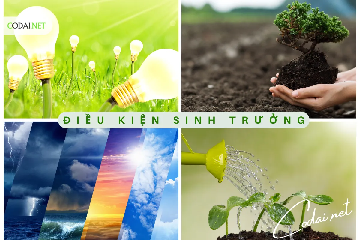 Điều kiện sinh trưởng