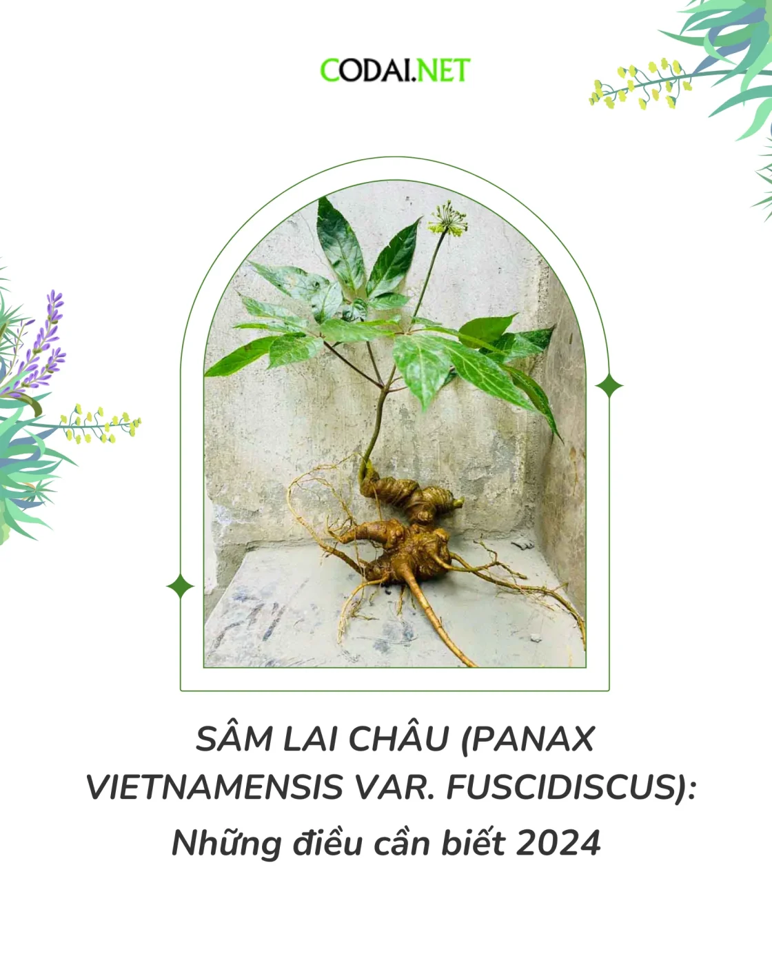 Sâm Lai Châu (Panax vietnamensis var. fuscidiscus)