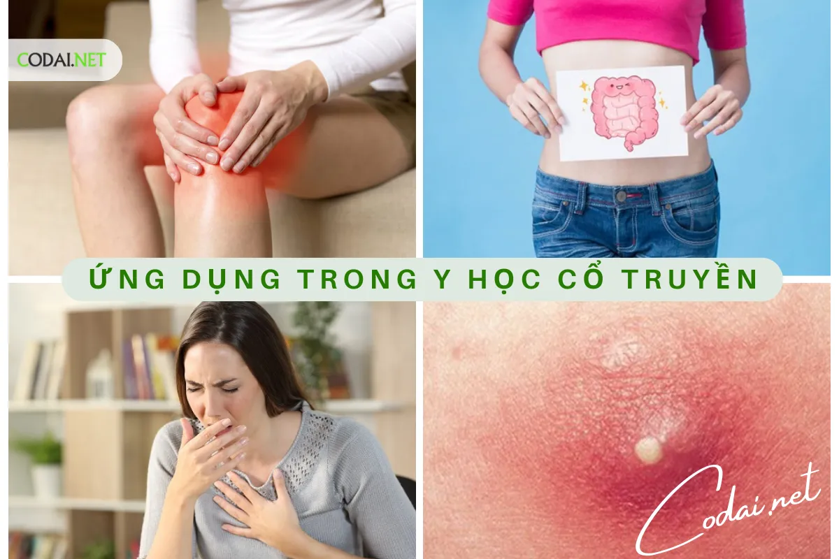 Ứng dụng trong y học cổ truyền