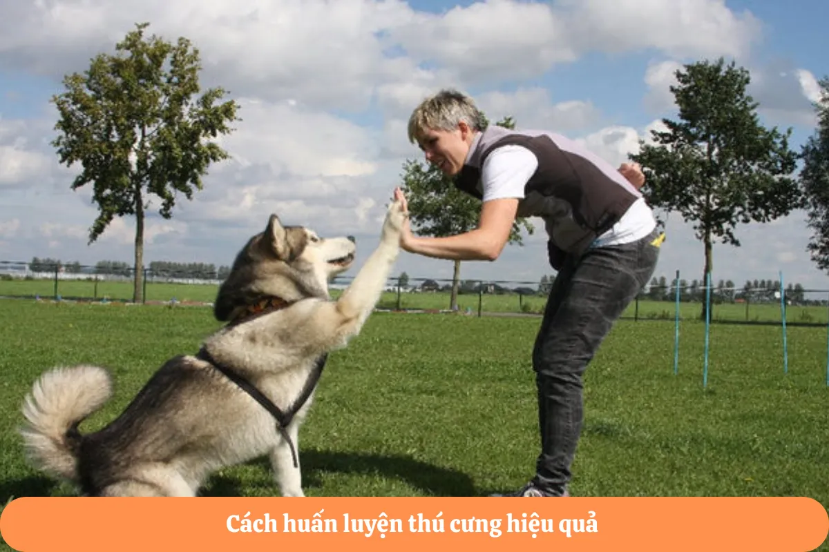 Cách huấn luyện thú cưng hiệu quả