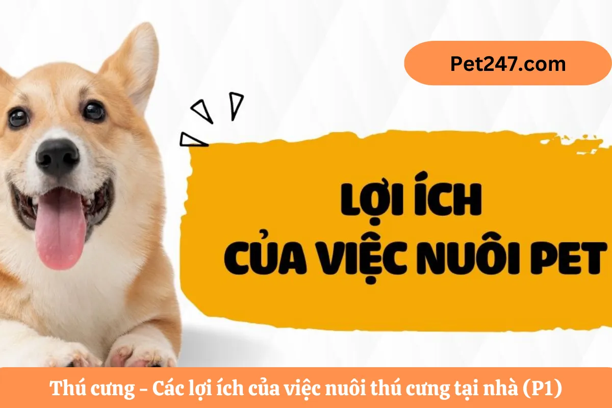Thú cưng - Các lợi ích của việc nuôi thú cưng tại nhà (P1)
