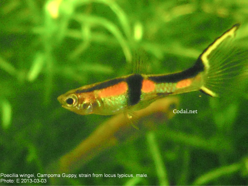 Cá bảy màu Cá Poecilia wingei, Campoma guppy, đực Cá bảy màu Cá Poecilia wingei, Campoma guppy, đực