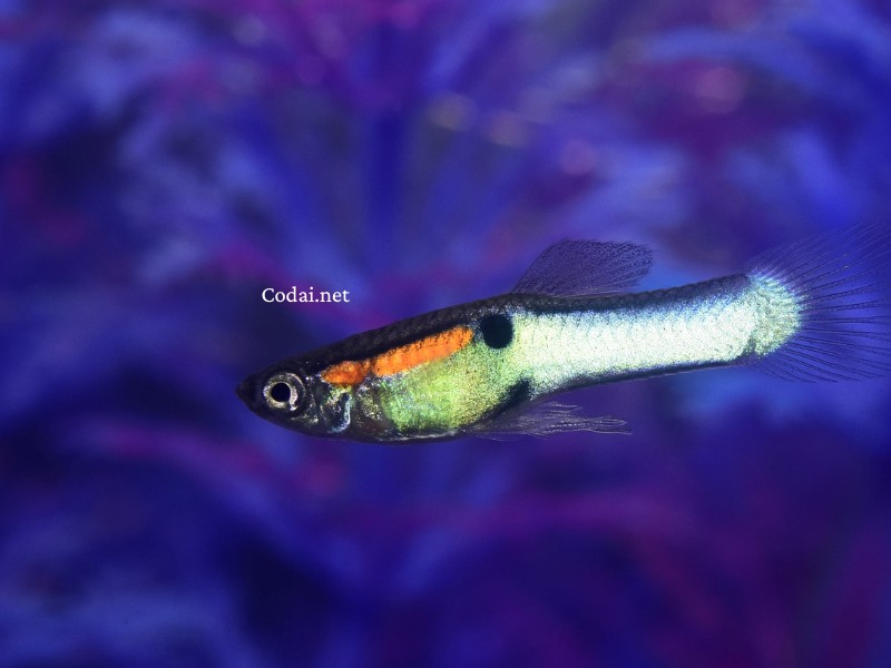 Cá bảy màu hoang dã Japan Blue (giống lai) Cá bảy màu hoang dã Japan Blue (giống lai)