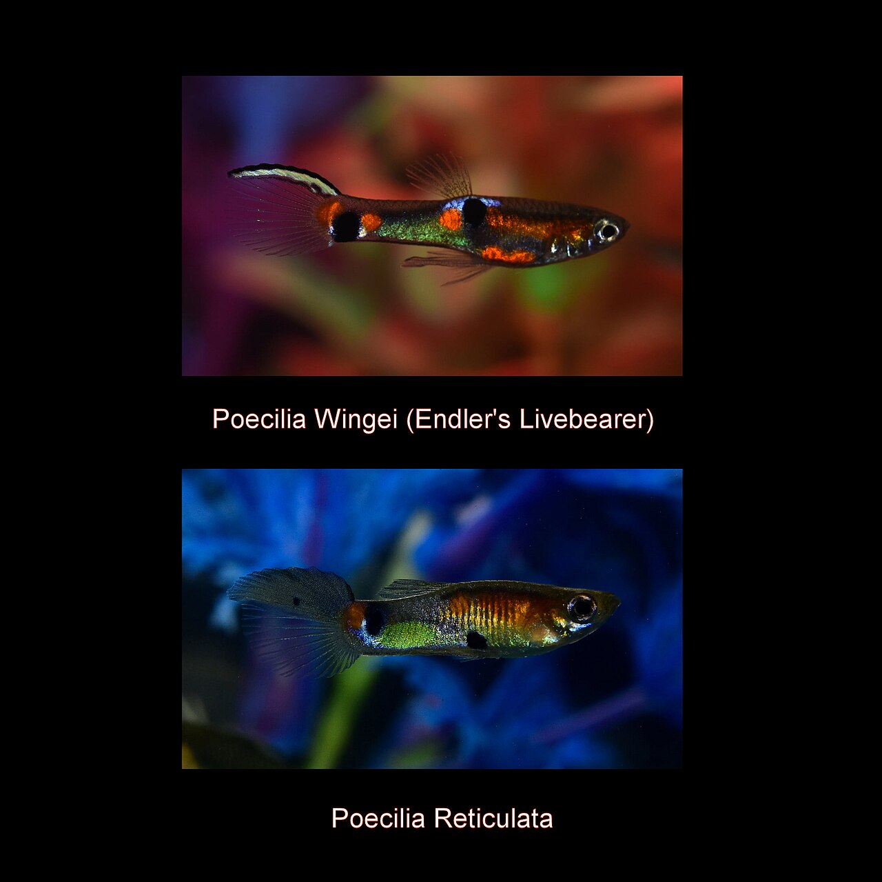 Comparison of Poecilia Wingei collected from the Campoma bridge location with Poecilia reticulata Comparison of Poecilia Wingei collected from the Campoma bridge location with Poecilia reticulata
