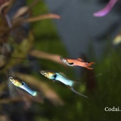 Hướng Dẫn Nuôi và Nhân Giống Cá Bảy Màu Endler (Poecilia wingei)