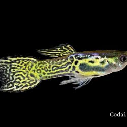 Cá Bảy Màu Endler Livebearers (Poecilia wingei): Giới thiệu chi tiết