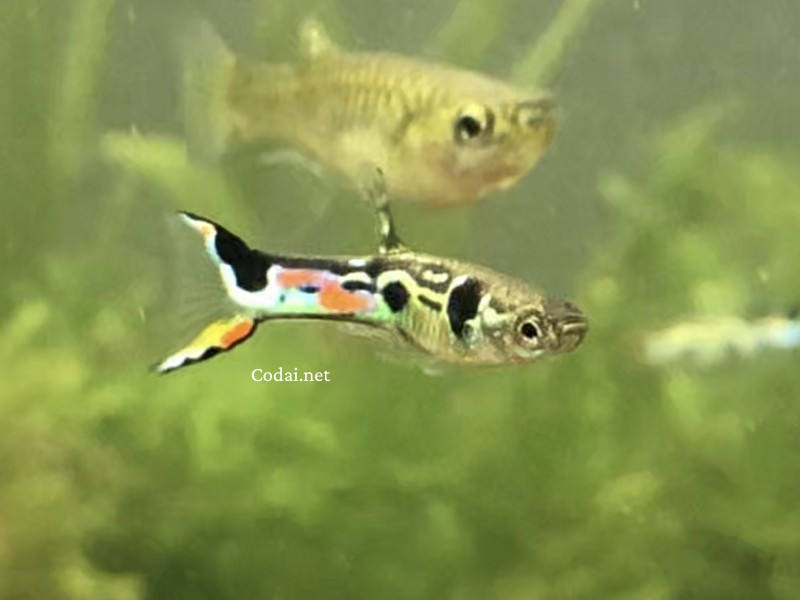Staeck Endler (giống lai) Staeck Endler (giống lai)