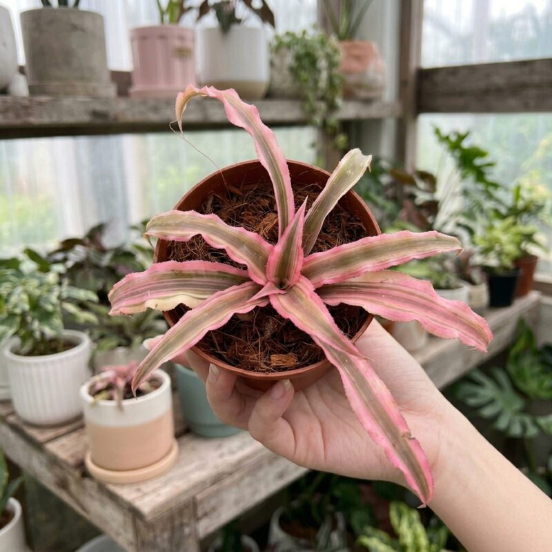 Cây <strong>Cryptanthus bivittatus Pink Starlite</strong> (Dứa cảnh, Nhung Diệp Tiểu Phụng) chậu nhựa