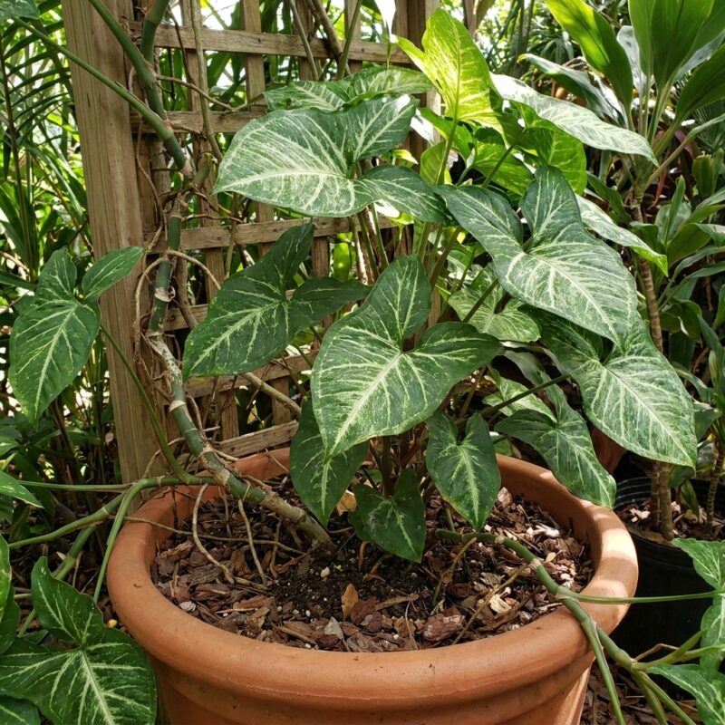 Syngonium podophyllum (juvenile)