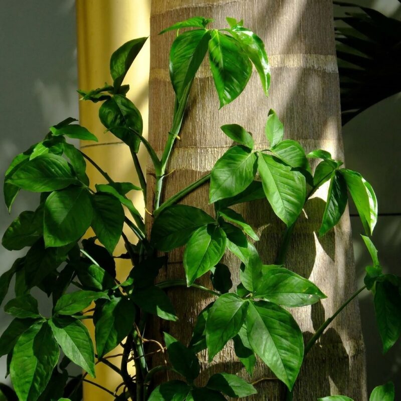 Syngonium podophyllum (mature)