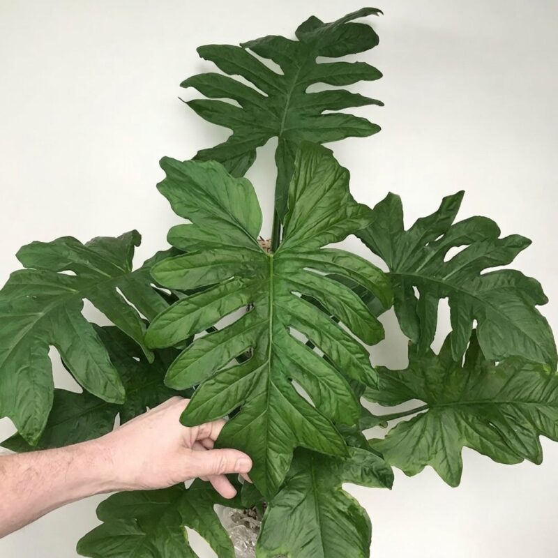 Syngonium steyermarkii