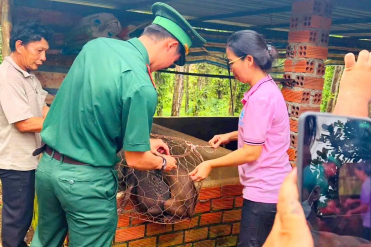Các hộ nông dân được trao tặng các cặp heo.