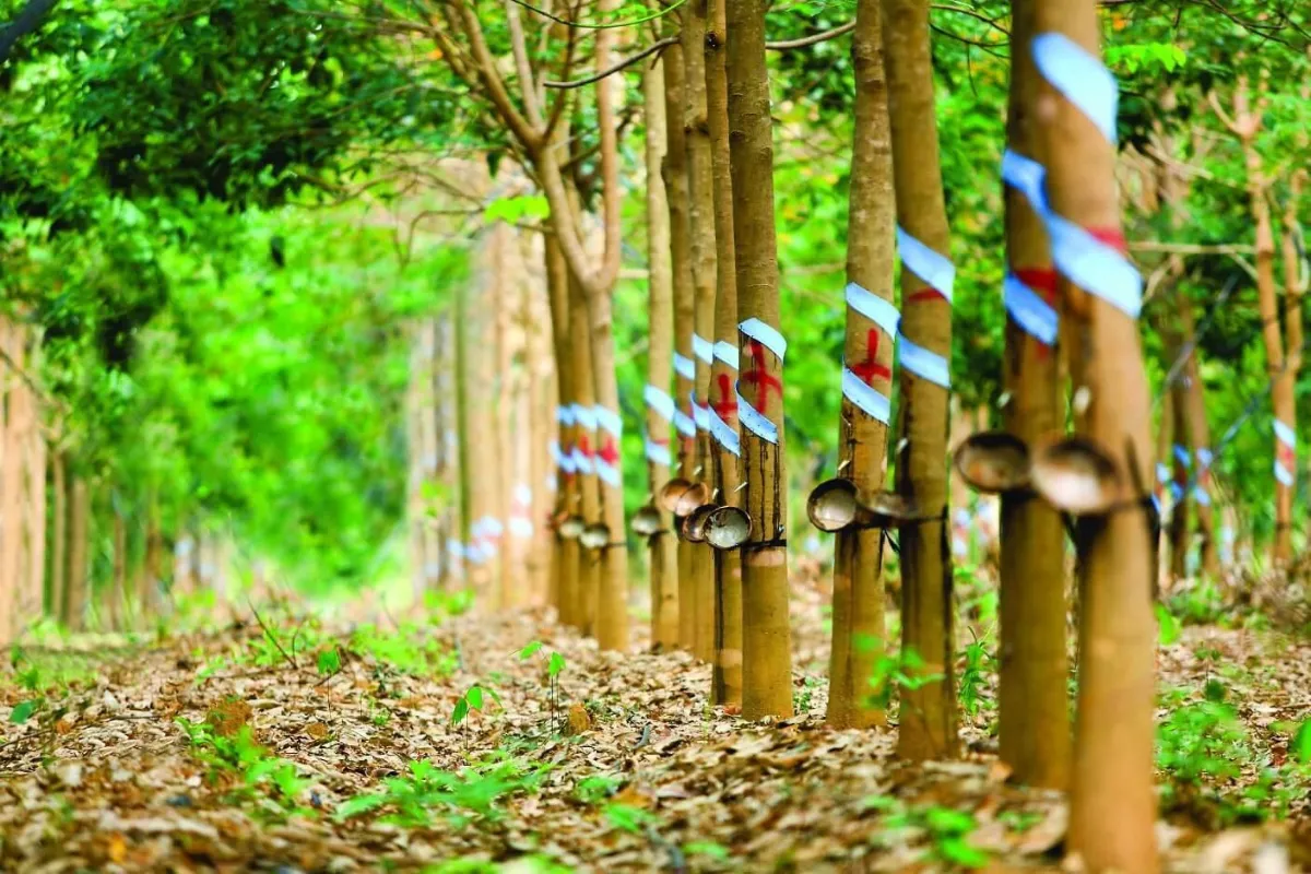 đất trồng cây lâu năm