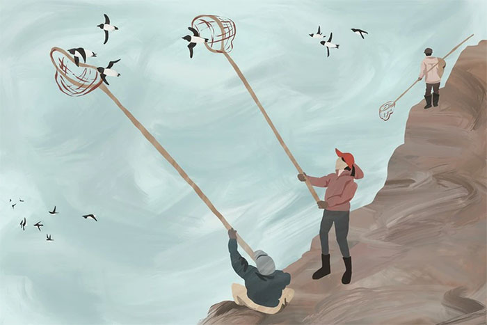 Cuối mùa Xuân, người Inuit tích cực vợt bắt chim Dovekie.