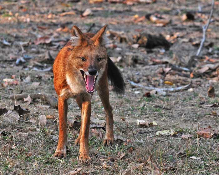Dholes là động vật sống trong rừng rậm, thảo nguyên, núi, rừng cây bụi và rừng thông.