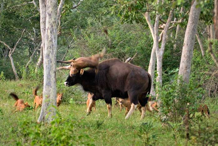 Những con dhole cái có thể sinh 5-10 con mỗi lứa