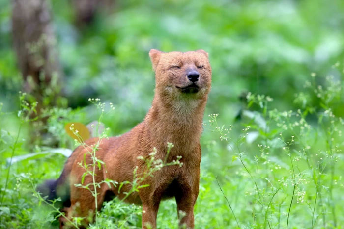 Chó hoang Dholes