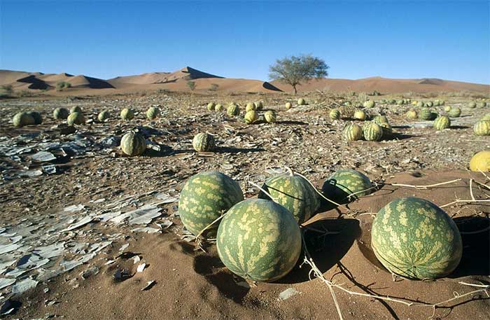 Dưa Kalahari, còn được gọi là "Tsamma", thuộc họ Cucurbitacea.